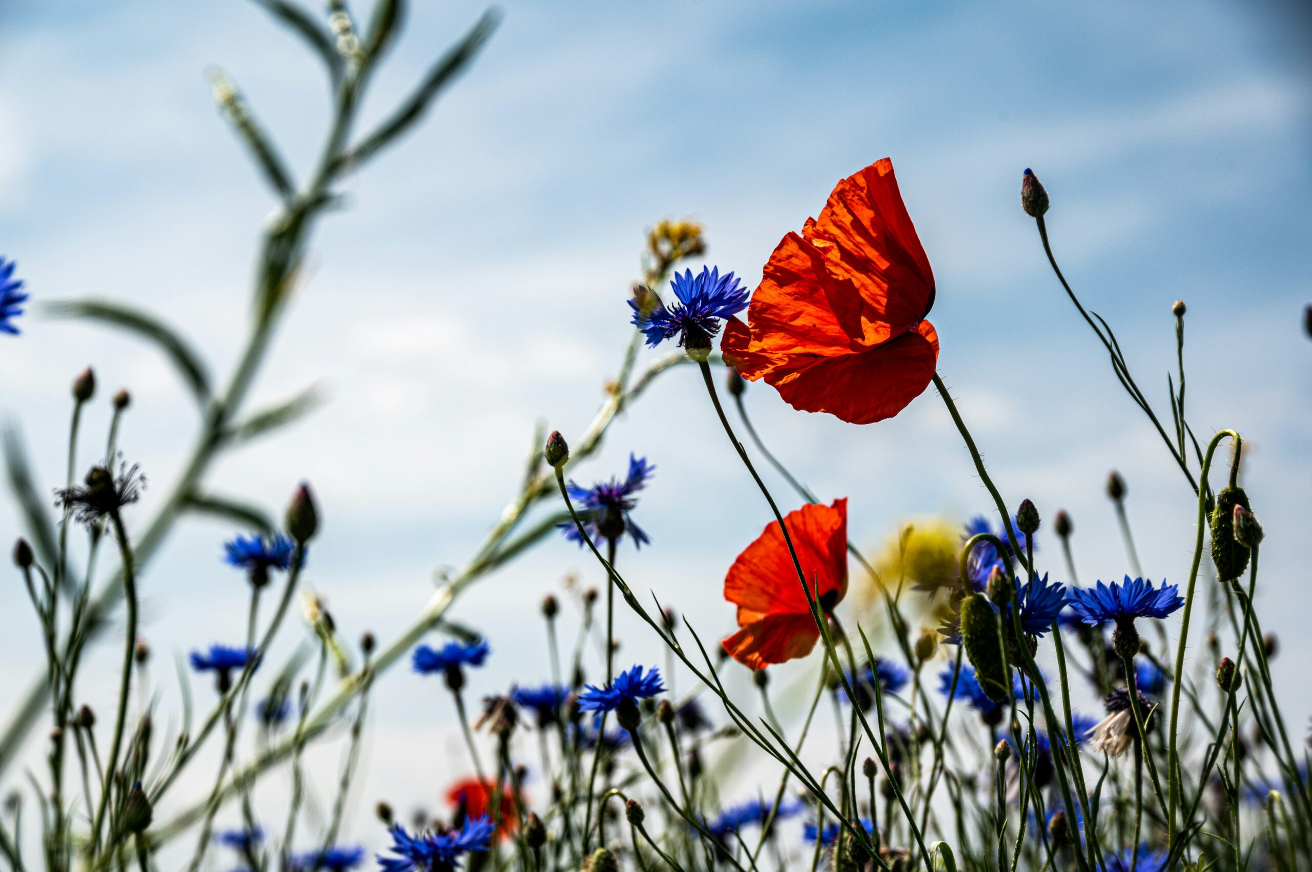 Featured image for “Trajet d’accompagnement vers une vision et une stratégie future pour la nature et la biodiversité dans la province de Flandre orientale”